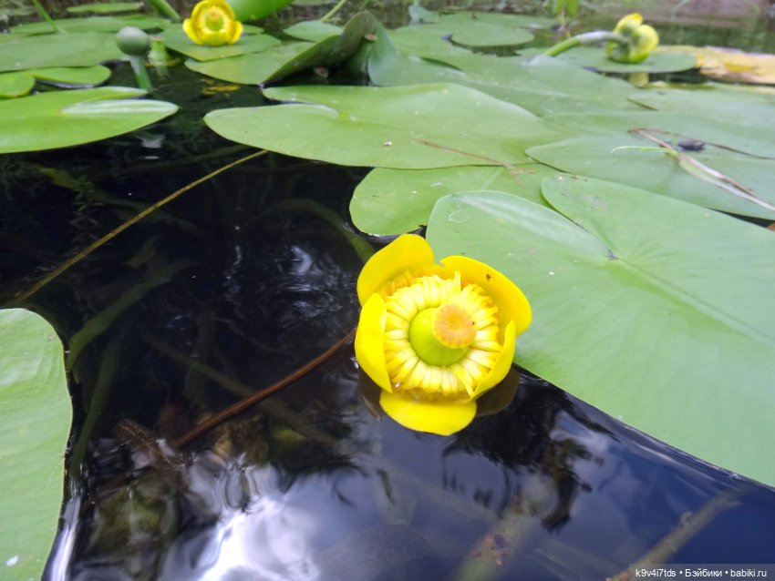 Русалочьи места — Домашние коллекции кукол: фото собраний