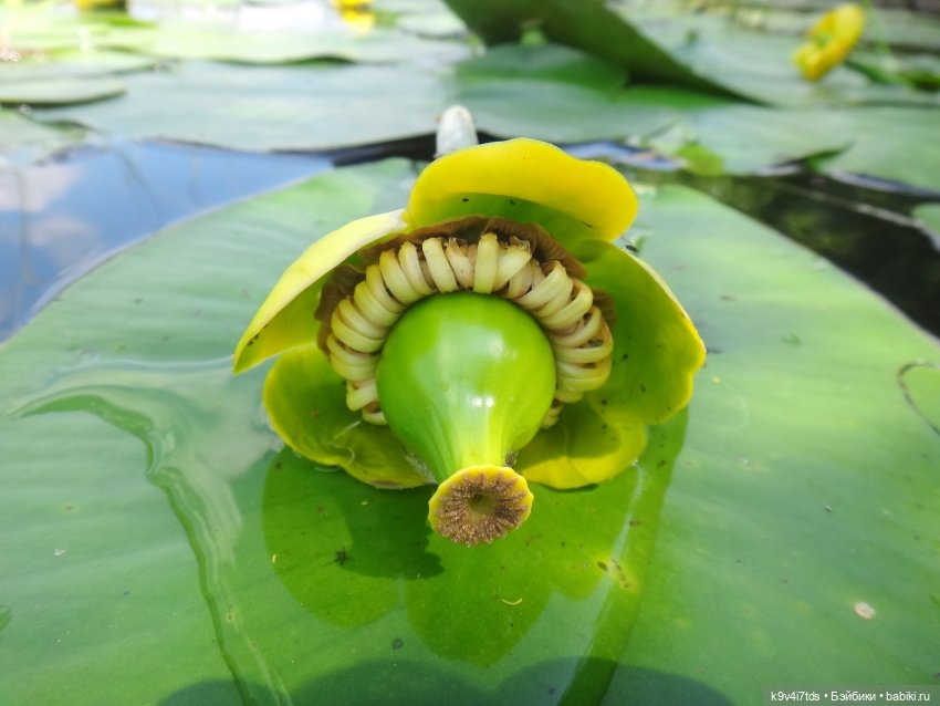 Русалочьи места — Домашние коллекции кукол: фото собраний