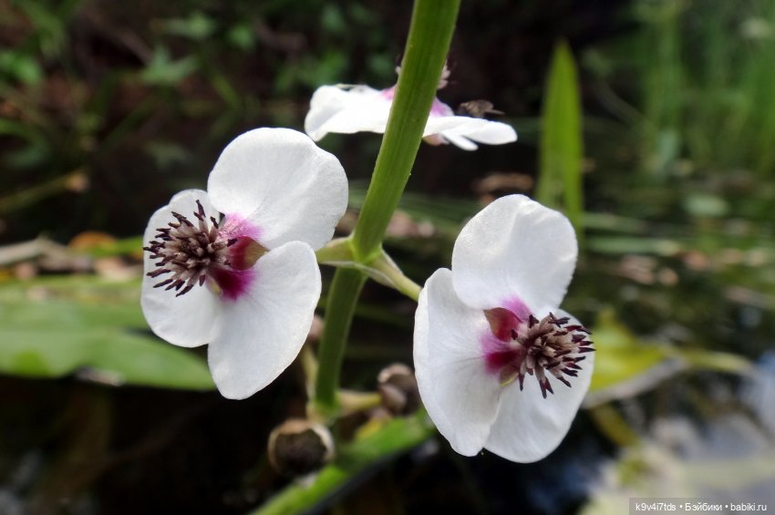 Русалочьи места — Домашние коллекции кукол: фото собраний