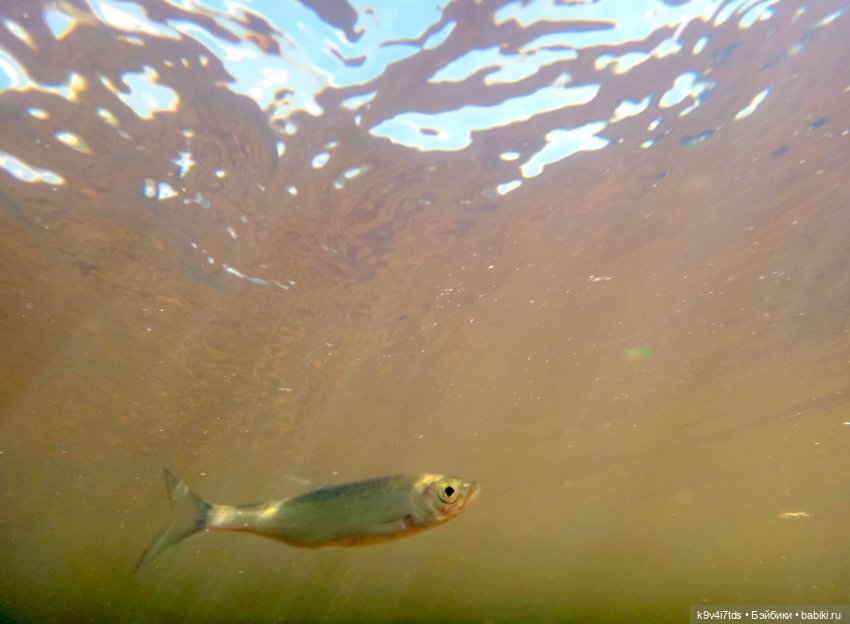 Русалочьи места — Домашние коллекции кукол: фото собраний