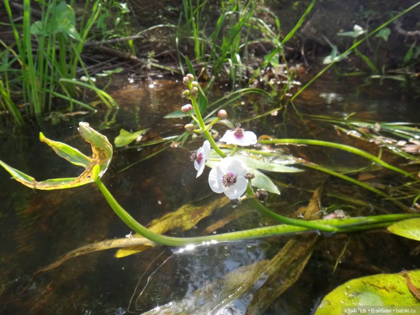 Русалочьи места — Домашние коллекции кукол: фото собраний