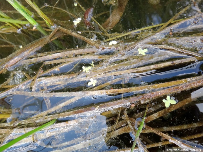 Русалочьи места — Домашние коллекции кукол: фото собраний