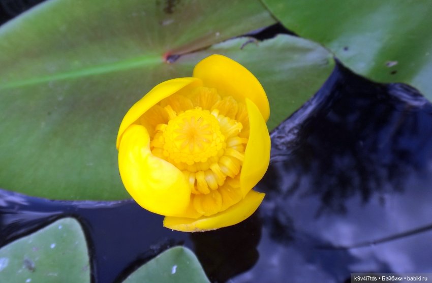 Русалочьи места — Домашние коллекции кукол: фото собраний (фото 6)