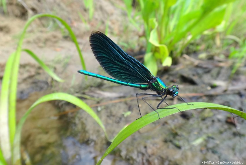 Русалочьи места — Домашние коллекции кукол: фото собраний