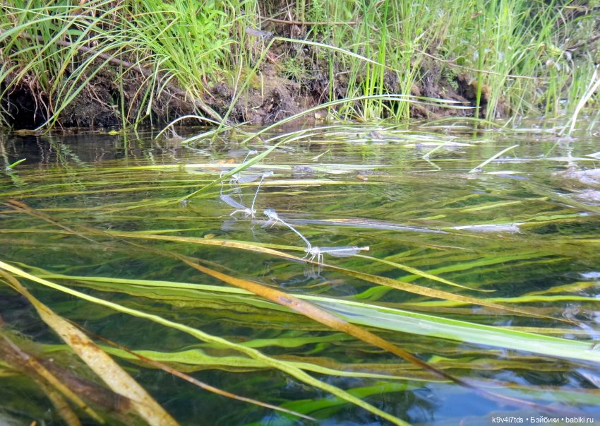 Русалочьи места — Домашние коллекции кукол: фото собраний