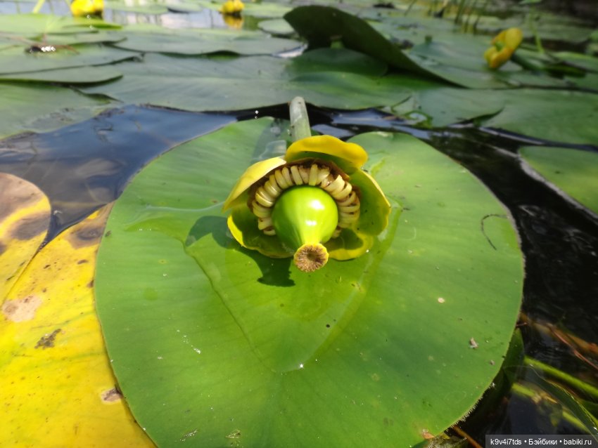Русалочьи места — Домашние коллекции кукол: фото собраний
