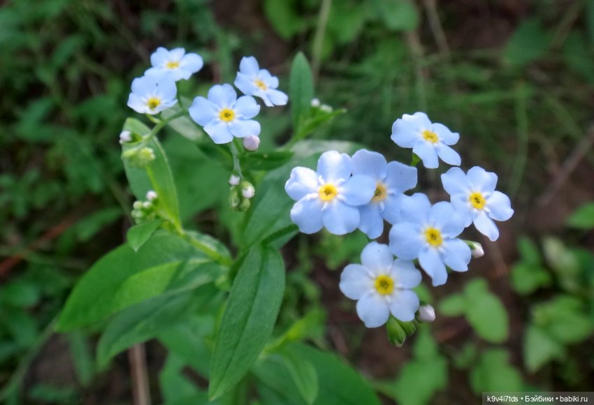 Русалочьи места — Домашние коллекции кукол: фото собраний