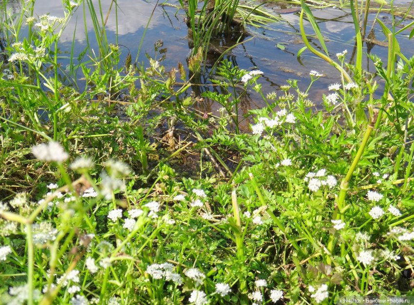 Русалочьи места — Домашние коллекции кукол: фото собраний