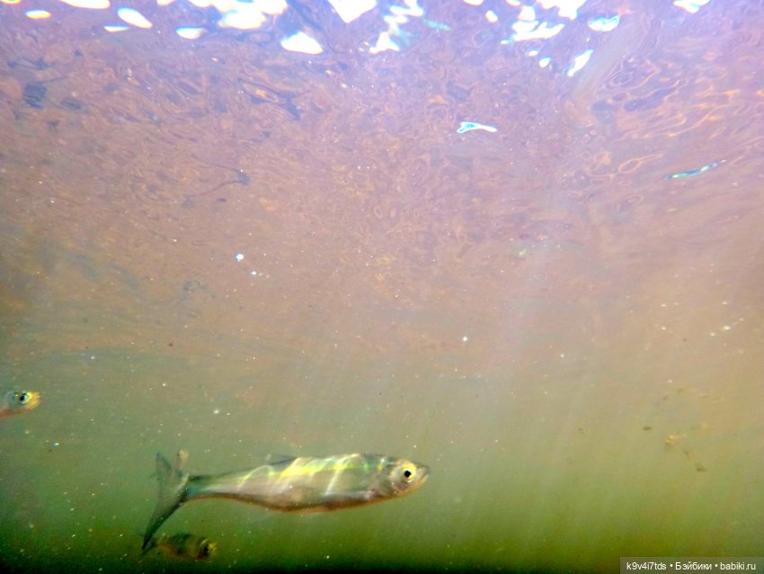 Русалочьи места — Домашние коллекции кукол: фото собраний
