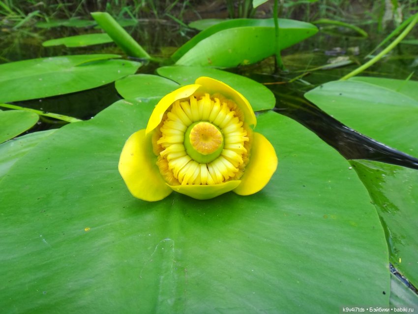 Русалочьи места — Домашние коллекции кукол: фото собраний
