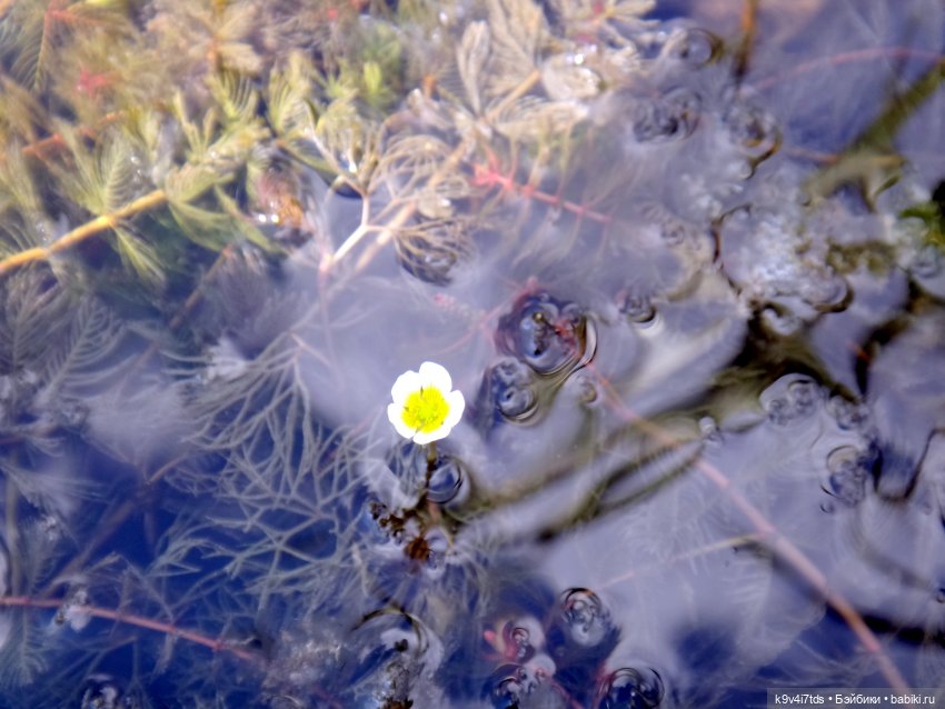 Русалочьи места — Домашние коллекции кукол: фото собраний (фото 7)