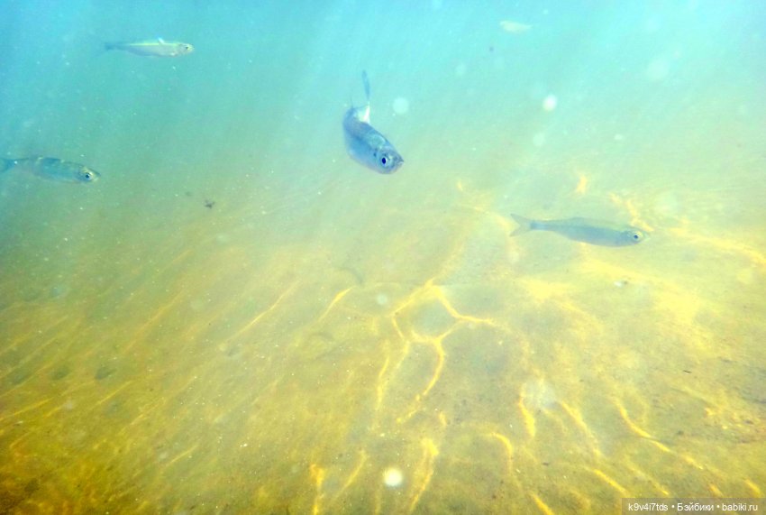 Русалочьи места — Домашние коллекции кукол: фото собраний