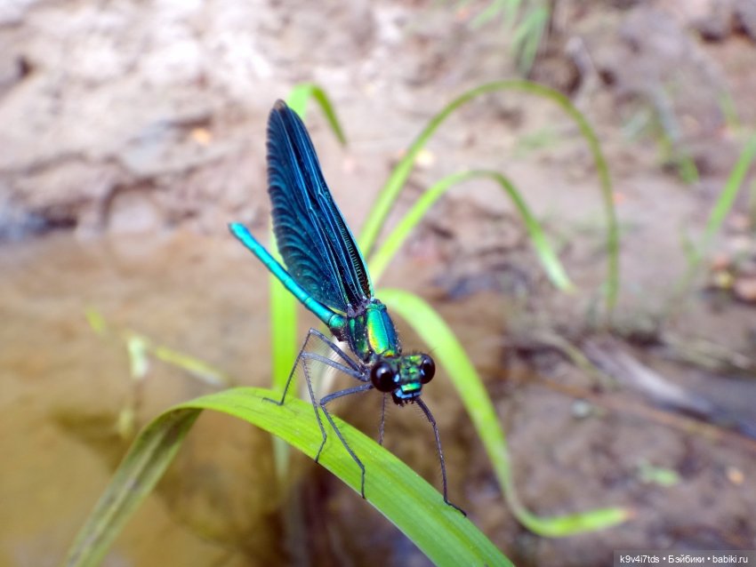 Русалочьи места — Домашние коллекции кукол: фото собраний