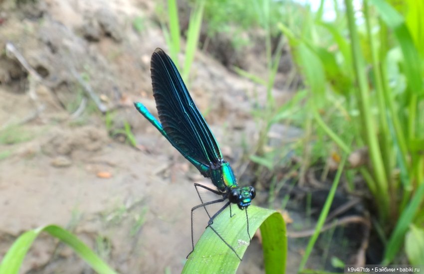 Русалочьи места — Домашние коллекции кукол: фото собраний