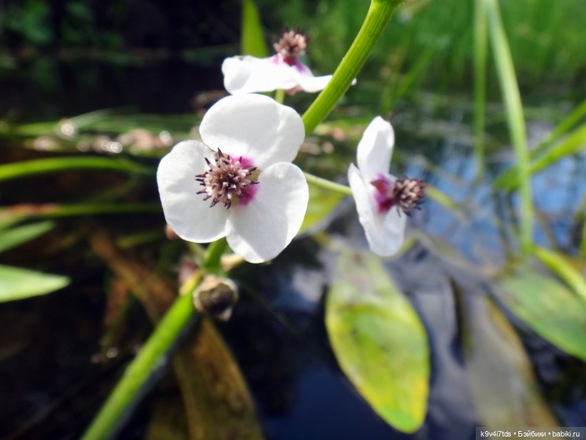 Русалочьи места — Домашние коллекции кукол: фото собраний
