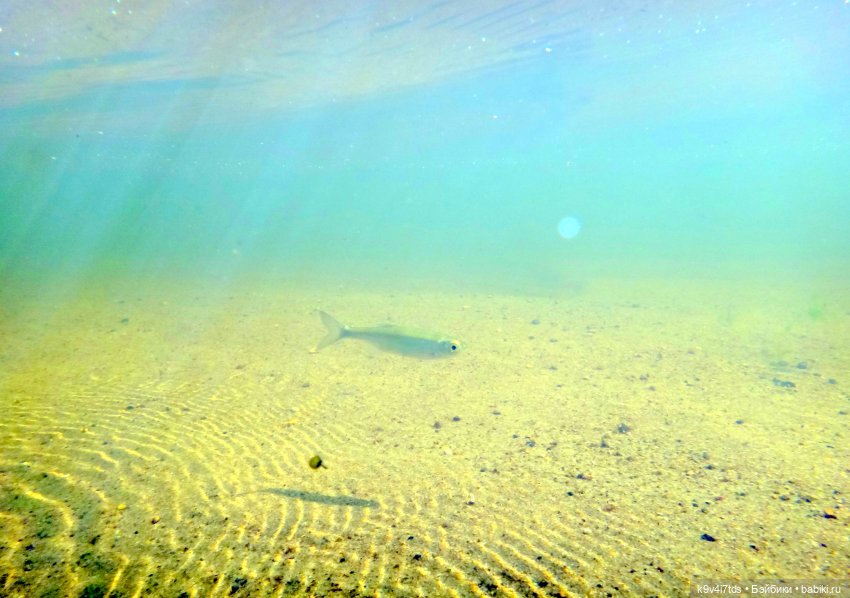 Русалочьи места — Домашние коллекции кукол: фото собраний