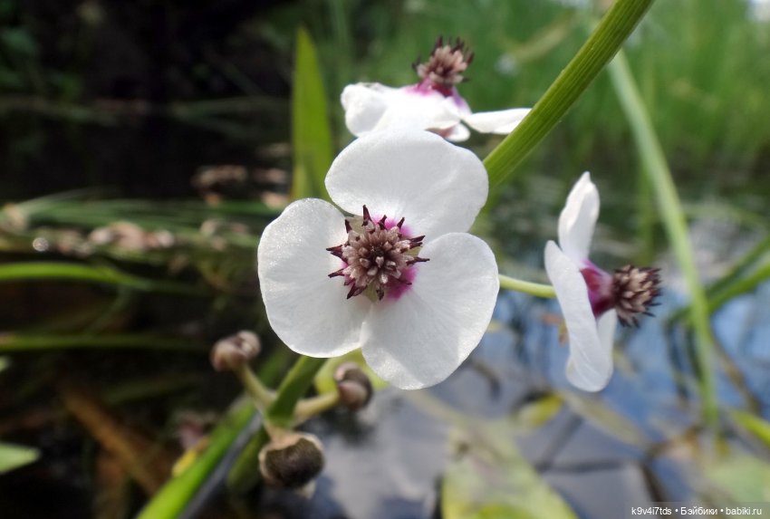 Русалочьи места — Домашние коллекции кукол: фото собраний