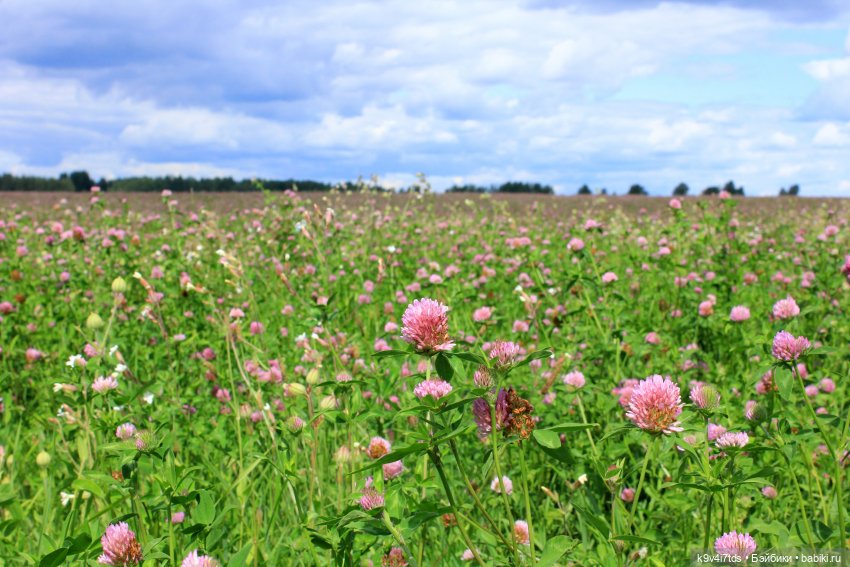Где живёт Фея Летнего Дождя