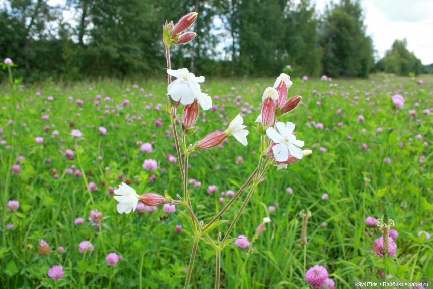 Где живёт Фея Летнего Дождя (фото 4)
