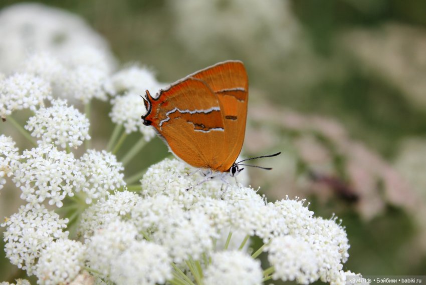 Где живёт Фея Летнего Дождя