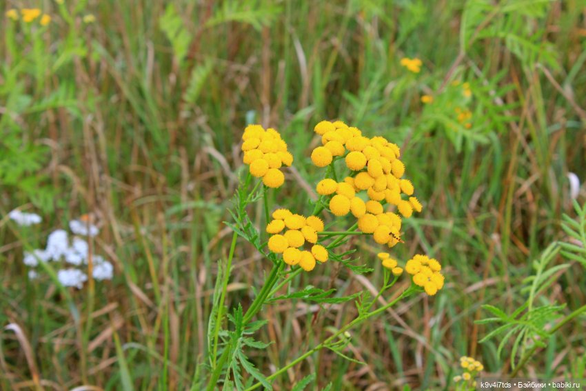 Где живёт Фея Летнего Дождя (фото 6)