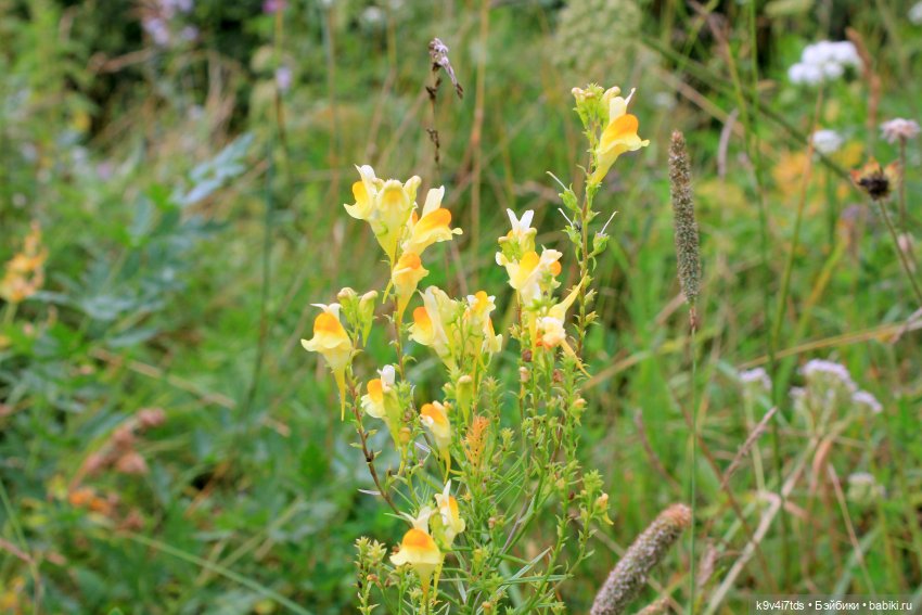 Где живёт Фея Летнего Дождя (фото 7)