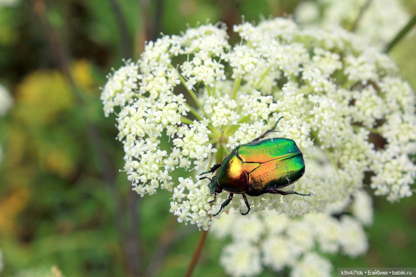 Где живёт Фея Летнего Дождя