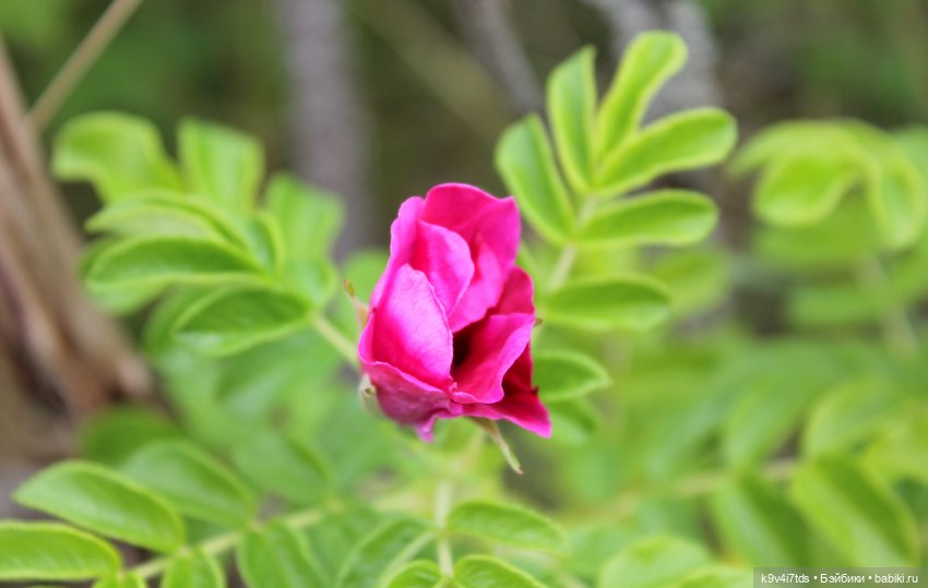 Где живёт Фея Летнего Дождя