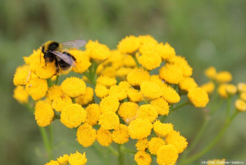 Где живёт Фея Летнего Дождя