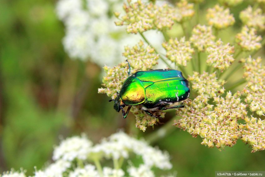 Где живёт Фея Летнего Дождя