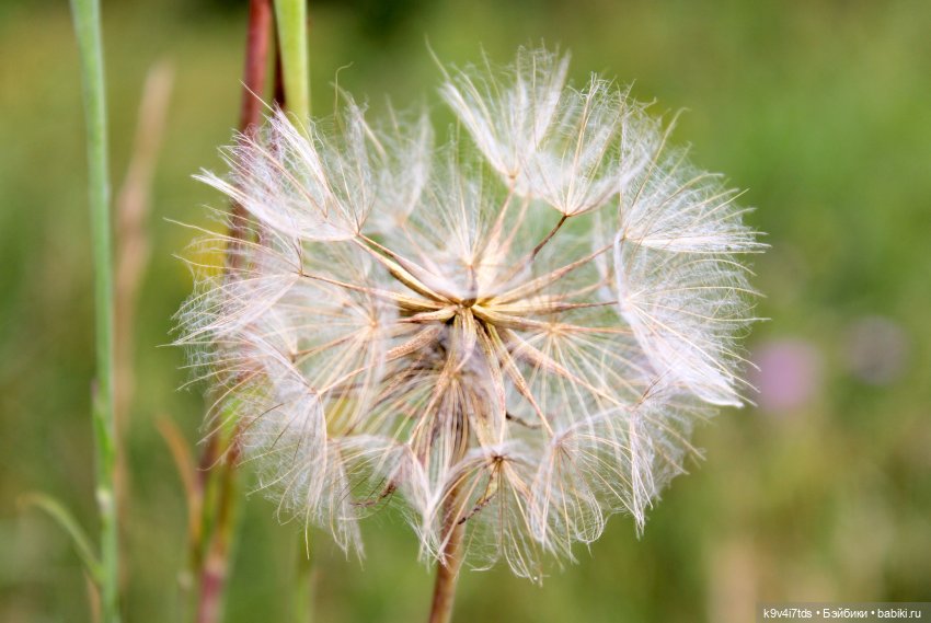 Где живёт Фея Летнего Дождя