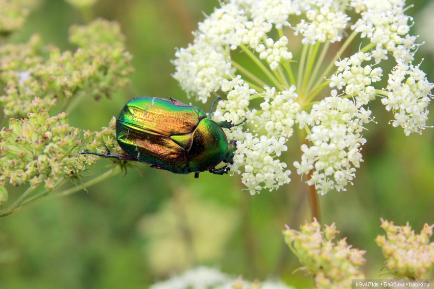 Где живёт Фея Летнего Дождя (фото 10)