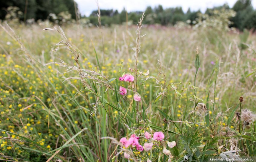 Где живёт Фея Летнего Дождя