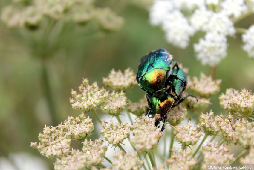 Где живёт Фея Летнего Дождя