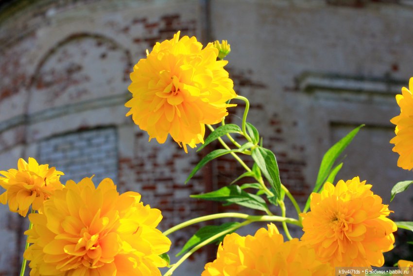 Сонечкин Август — Куклы Sylvia Natterer (Сильвия Наттерер): Gotz (фото 8)