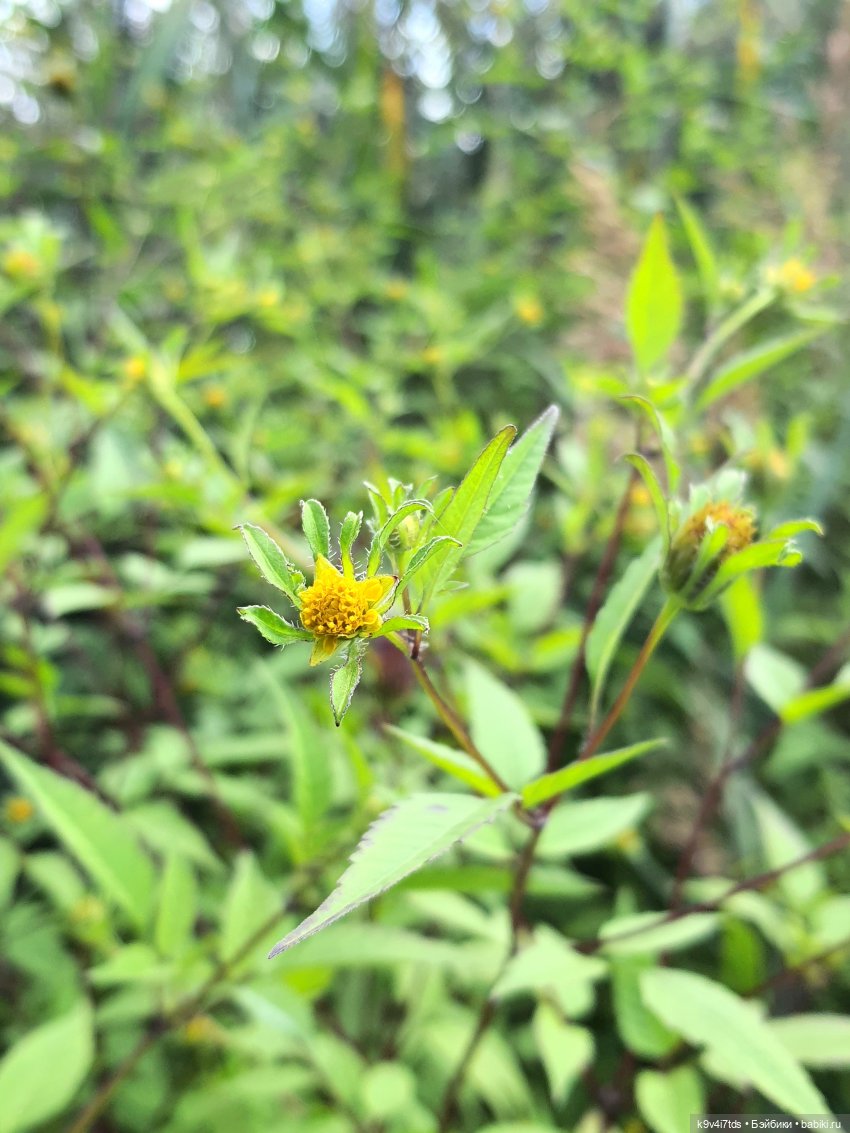 Сонечкин Август — Куклы Sylvia Natterer (Сильвия Наттерер): Gotz