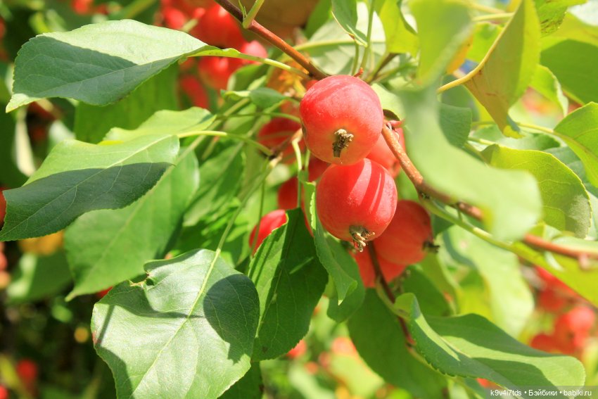 Сонечкин Август — Куклы Sylvia Natterer (Сильвия Наттерер): Gotz