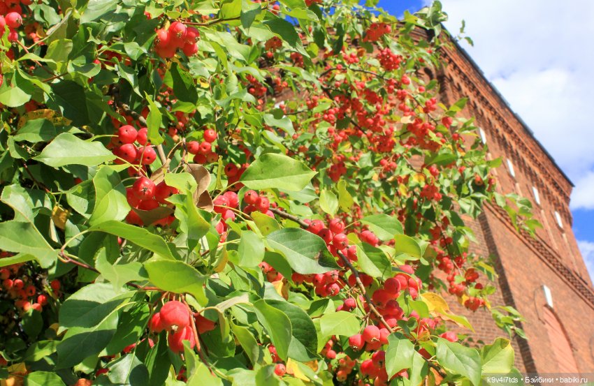 Сонечкин Август — Куклы Sylvia Natterer (Сильвия Наттерер): Gotz