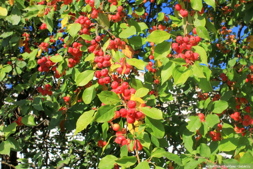 Сонечкин Август — Куклы Sylvia Natterer (Сильвия Наттерер): Gotz