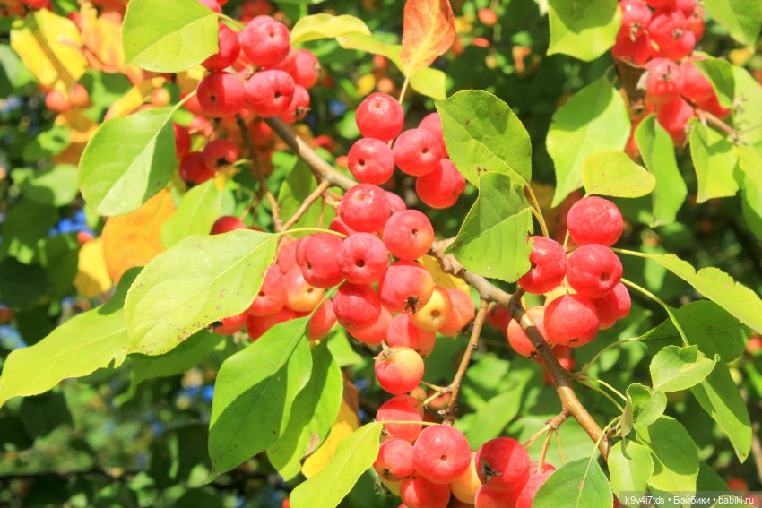 Сонечкин Август — Куклы Sylvia Natterer (Сильвия Наттерер): Gotz