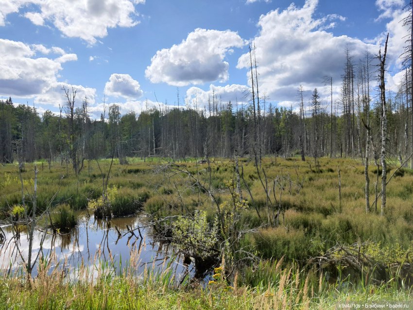 Сонечкин Август — Куклы Sylvia Natterer (Сильвия Наттерер): Gotz