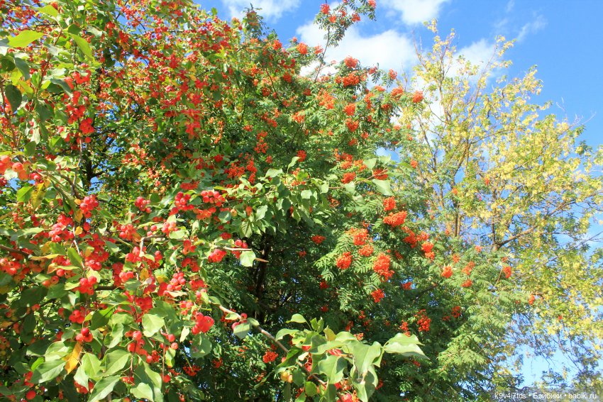 Сонечкин Август — Куклы Sylvia Natterer (Сильвия Наттерер): Gotz