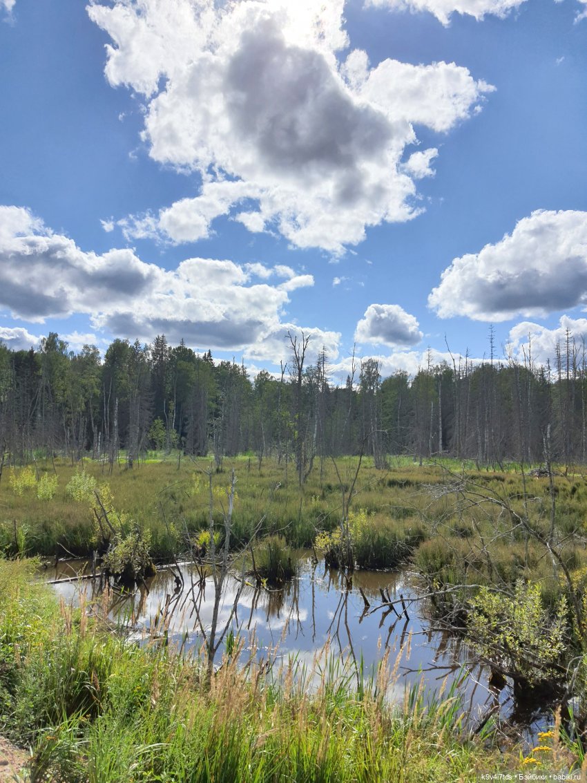 Сонечкин Август — Куклы Sylvia Natterer (Сильвия Наттерер): Gotz