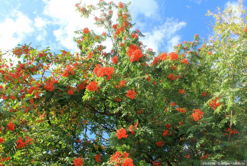 Сонечкин Август — Куклы Sylvia Natterer (Сильвия Наттерер): Gotz