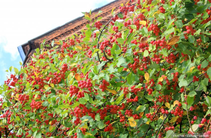 Сонечкин Август — Куклы Sylvia Natterer (Сильвия Наттерер): Gotz