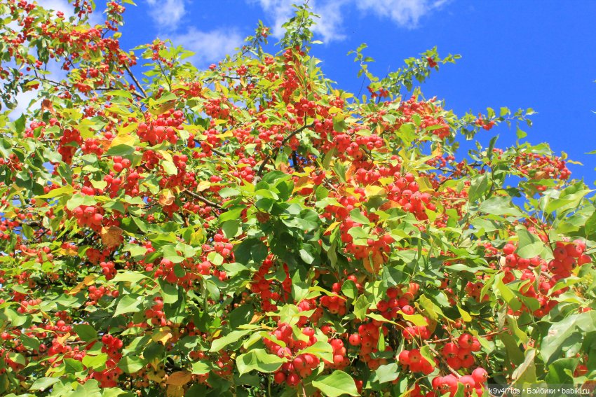 Сонечкин Август — Куклы Sylvia Natterer (Сильвия Наттерер): Gotz