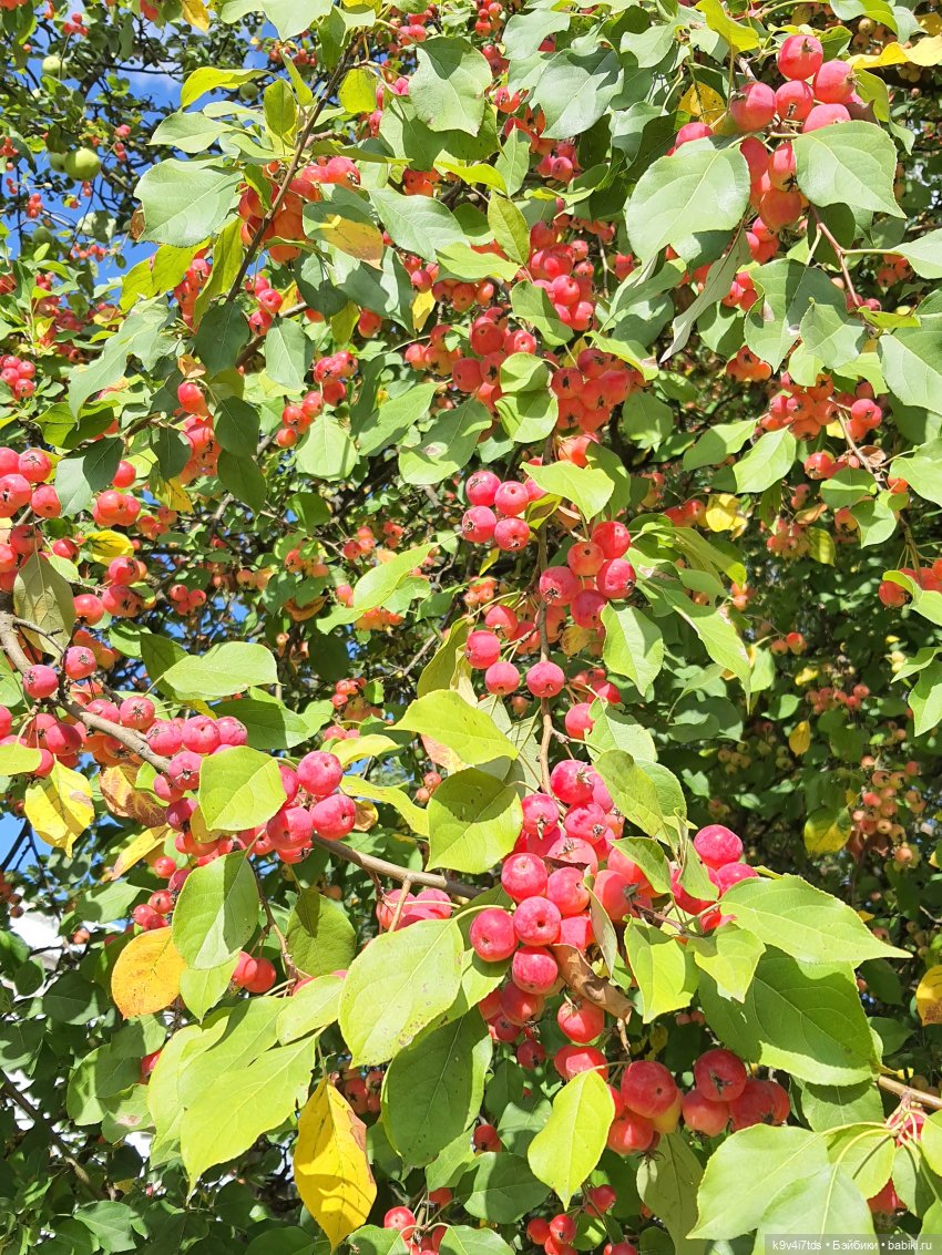 Сонечкин Август, продолжение