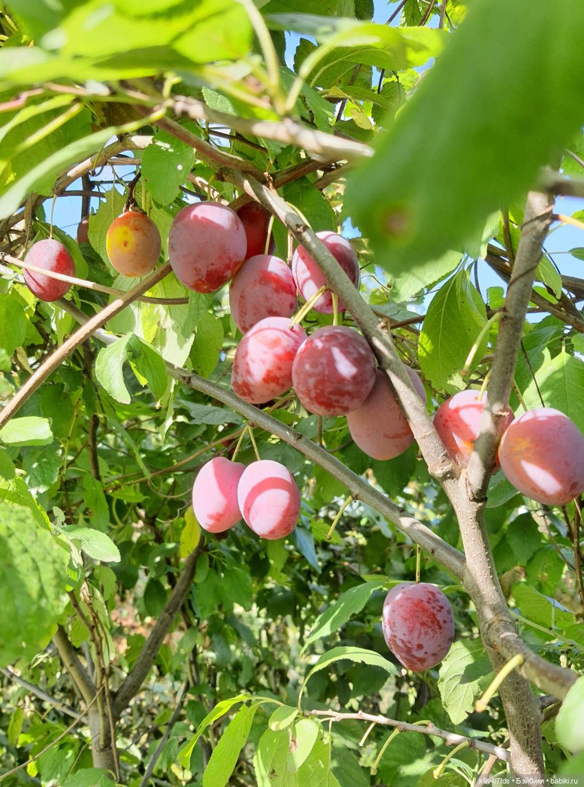Сонечкин Август, продолжение (фото 3)