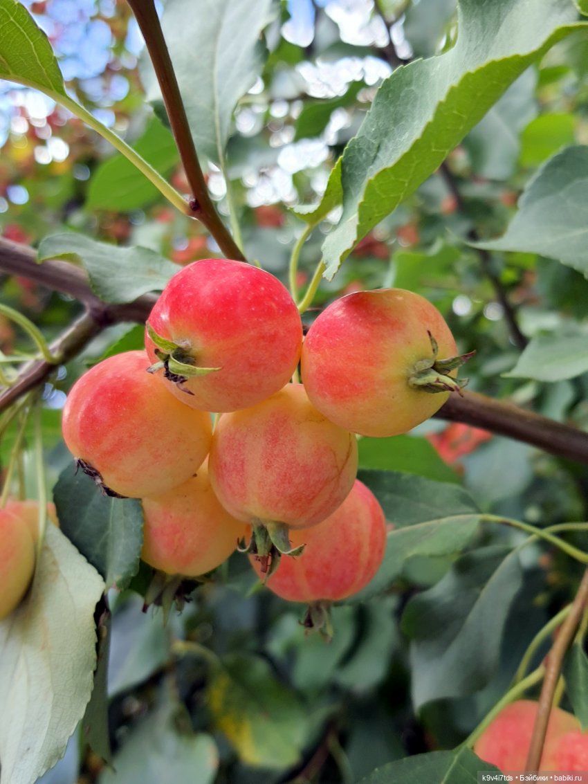 Сонечкин Август, продолжение (фото 2)