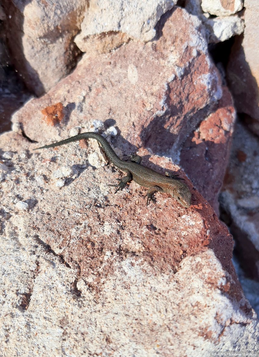 Сонечкин Август, продолжение (фото 9)